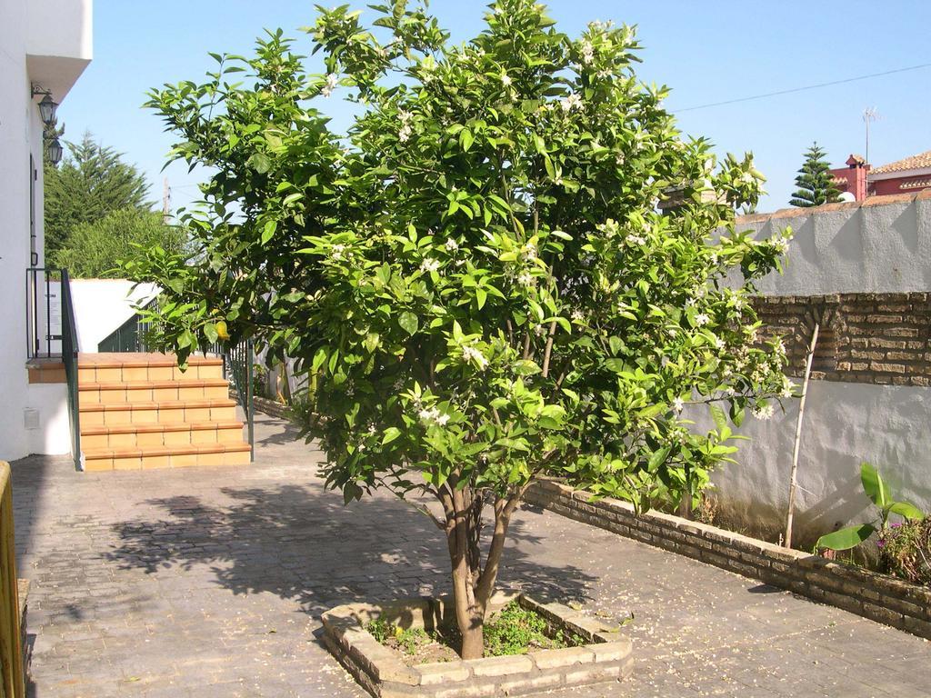 Cortijo Gallos